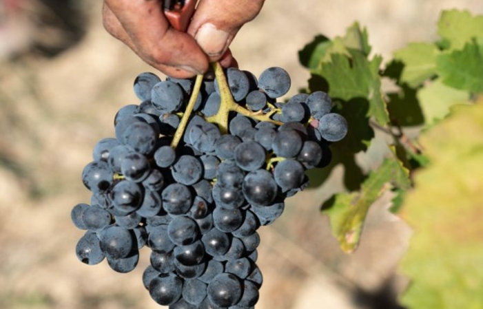 Visita a Domaine Jean David 1,00 €