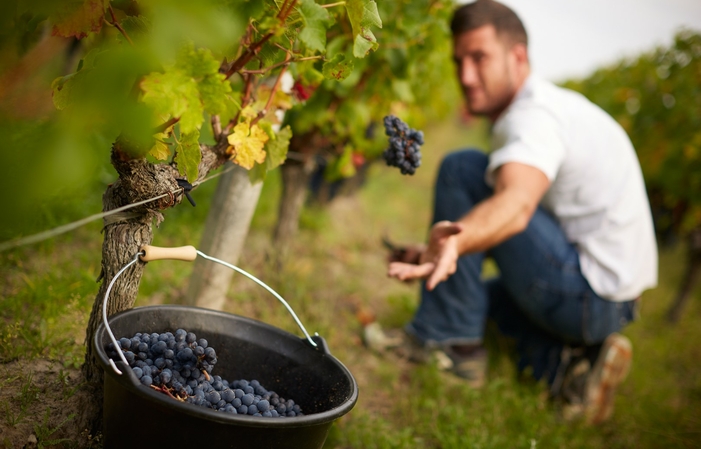 Visita el castillo Chauvin, Saint Emilion Grand Cru 15,00 €