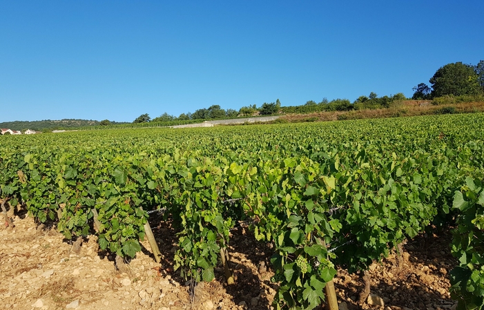 Visita y degustaciones del castillo de Meursault 1,00 €