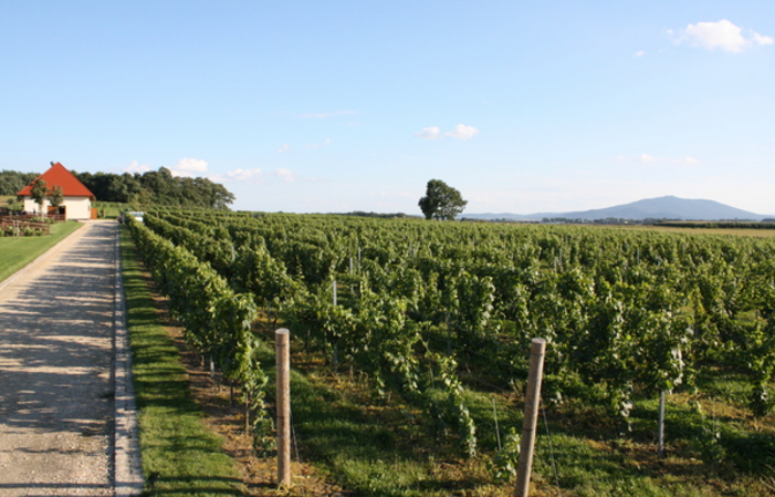 Visita y degustación en Adoria Vineyard 1,00 €