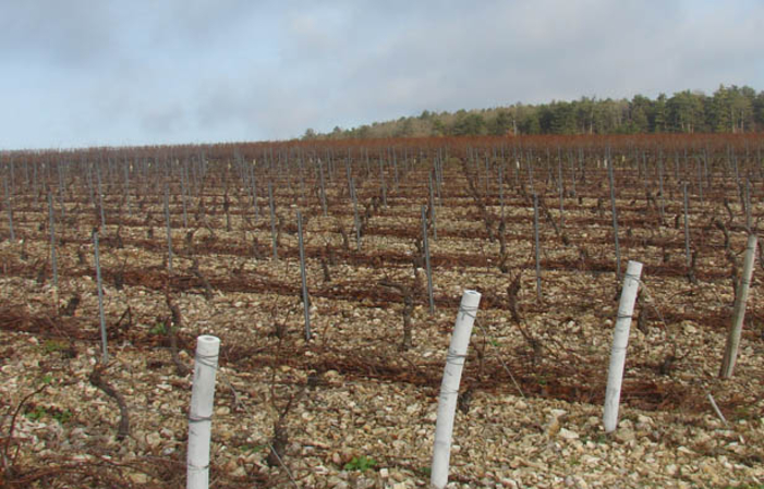 Visita y degustación en Domaine Sorin DeFrance 1,00 €