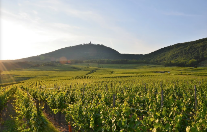 Visita y degustación en Domaine Bléger 1,00 €