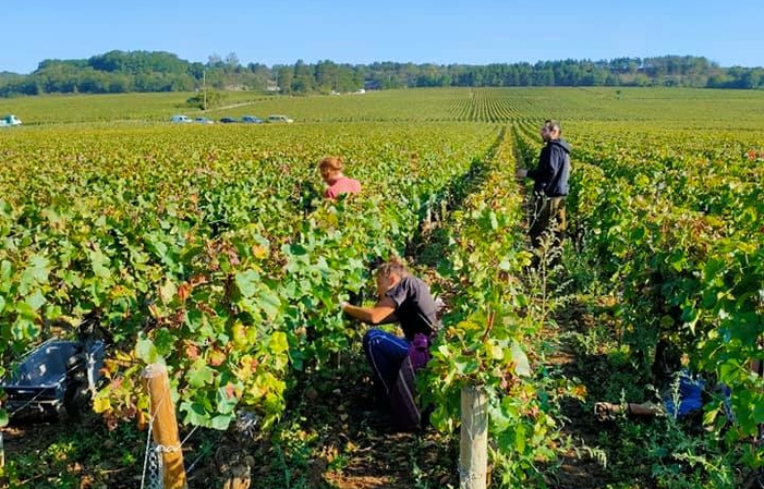 Visita y degustación en Domaine Chevalier 1,00 €