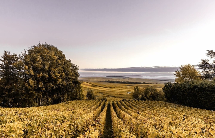 Visita y degustación en Vilmart House 1,00 €