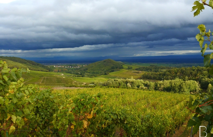 Visita y degustación en Domaine Borès 1,00 €