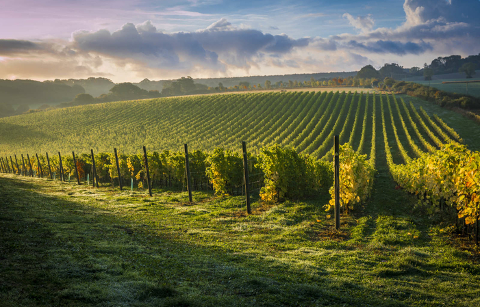 Visita Agelakis Winery 8,00 €