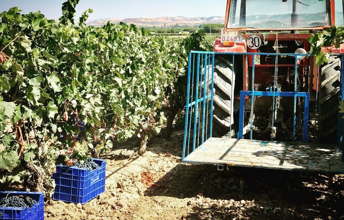 Bodega Sarmentero :De la Cepa a la Copa 12,00 €