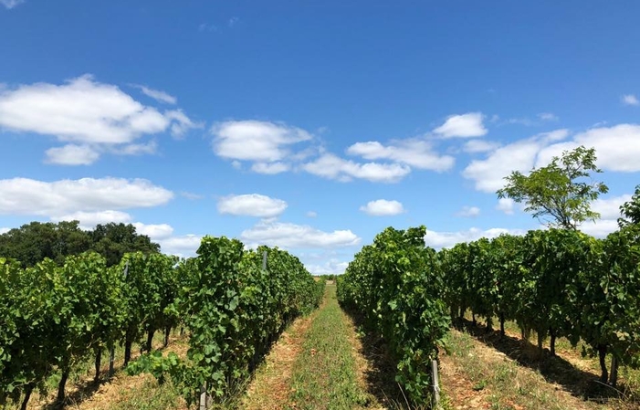 Visita y degustación en Château Puybarbe 1,00 €