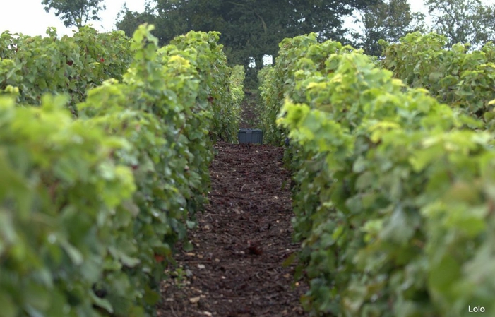 Visita y degustación de Champagne Sourdet-Diot 7,00 €