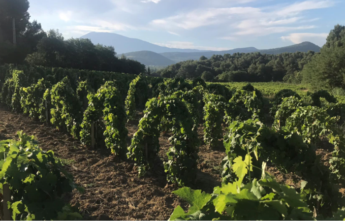 Visita y degustación en Domaine Laurens - Templar Vineyard 1,00 €