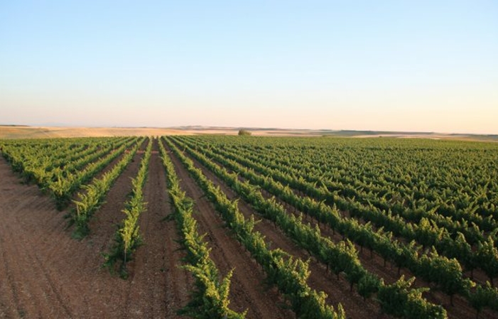 Visita y Degustación Bodega Valdehermoso 6,00 €