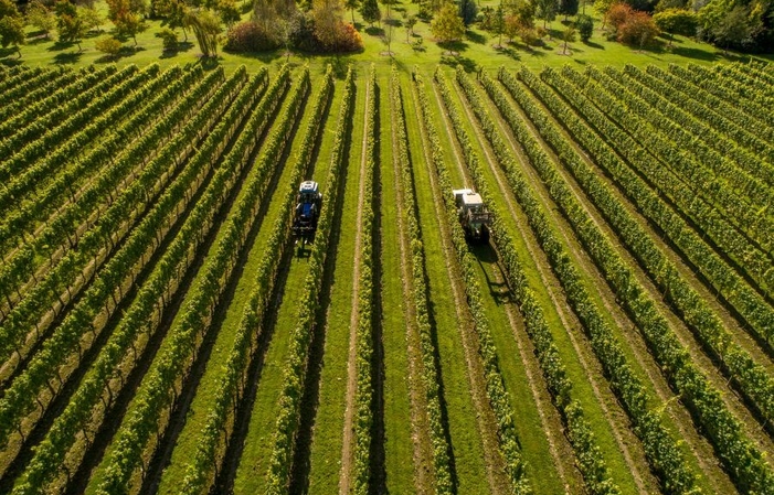 Visita y degustación -Jenkyn Place Vineyard 22,00 €