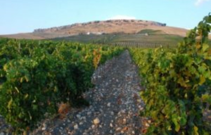 Visita a la Finca Bodega Ramos-Paul 1,00 €
