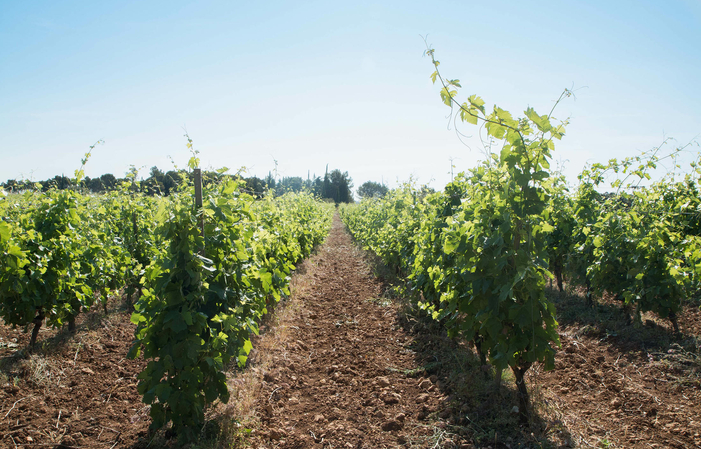 Visita a la finca Mirailvisite en la bodega, cata de vinos - tienda 15,00 €