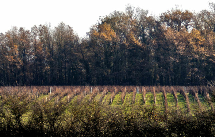 Visita y degustación en Domaine Mathieu Cosme 1,00 €