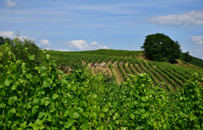 Visita y degustación en Domaine Borès 1,00 €