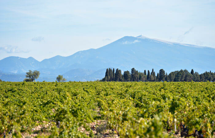 Visita y degustación en la bodega Château Mont-Redon 1,00 €