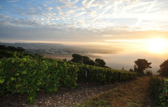 Visita y almuerzo en Domaine Champagne Paul Leredde 27,00 €