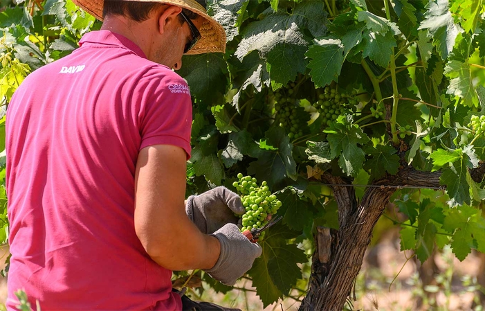 Visita la Finca Pago de Carraovejas 68,00 €