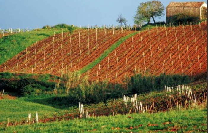 Visita FATTORIA COROSI 1,00 €
