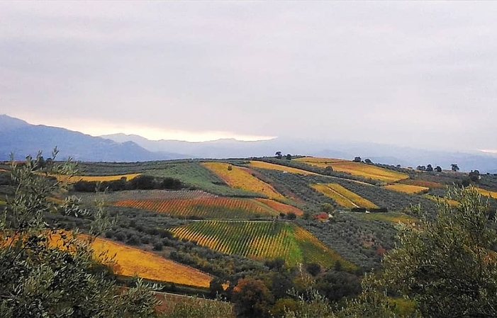 Visita y degustaciones en La Vinarte Azienda Agricola 1,00 €