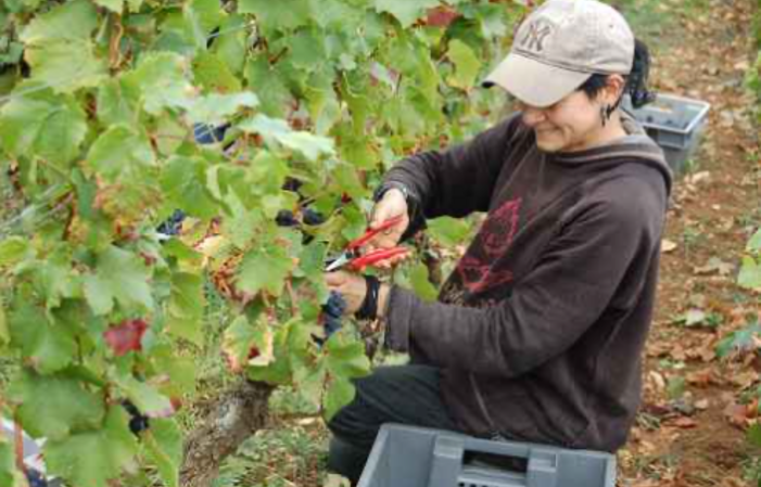 Visita y degustación en Domaine Philippe Charlopin 1,00 €