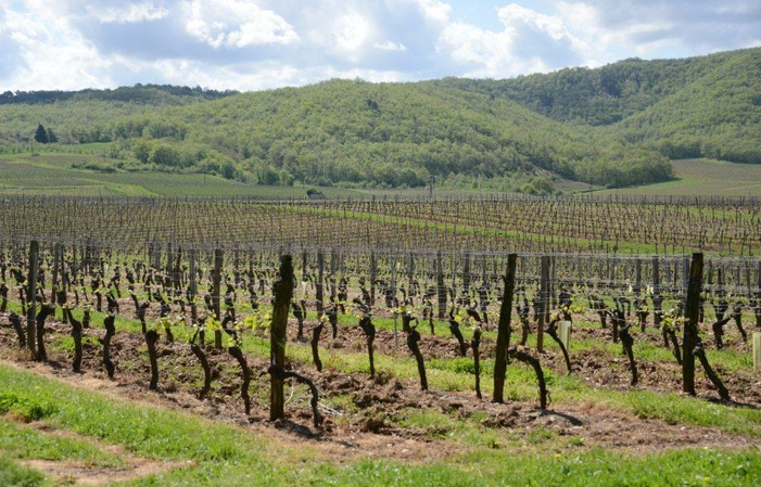 Visita y Degustación de Excepción en Clos Triguedina 18,00 €