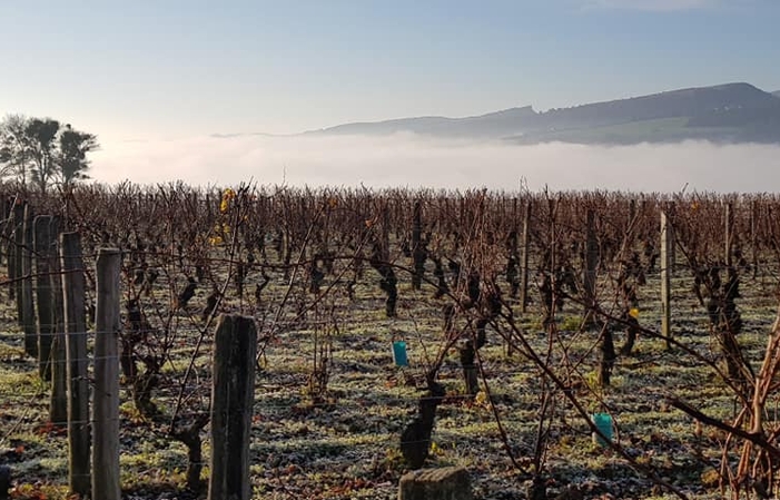 Visita y degustación de Domaine Normand 1,00 €