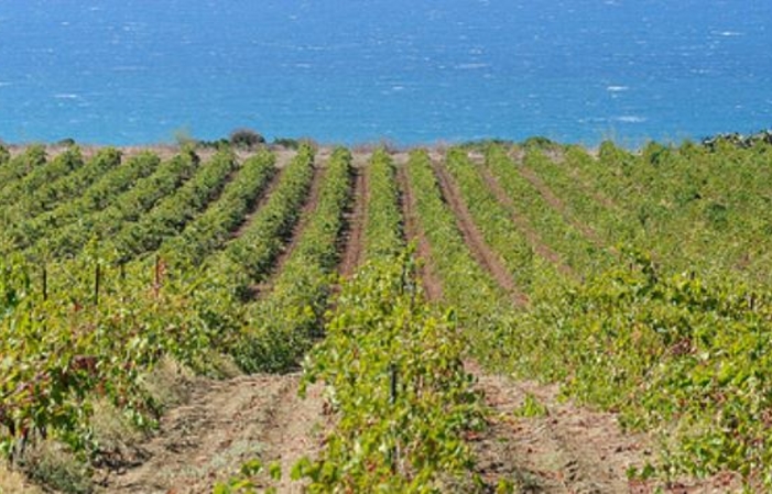 Visita FATTORIA COROSI 1,00 €