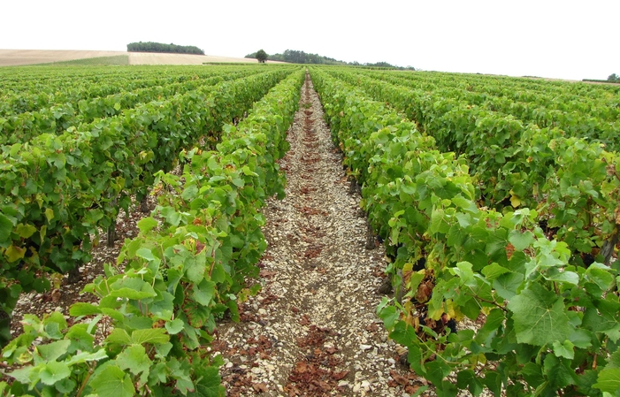 Visita y degustación en Domaine Pascal Henry 1,00 €
