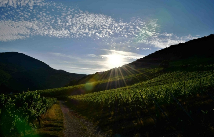 Visita y degustación en Domaine Borès 1,00 €