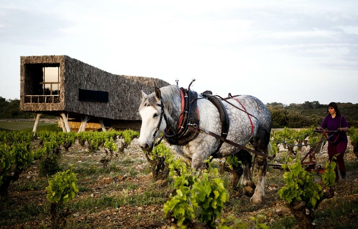 Visita de la bodega y Degustación de nuestros vinos ecológicos 9,00 €