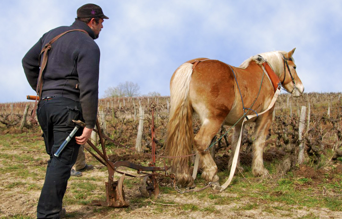 Visita y degustación en Domaine Mathieu Cosme 1,00 €