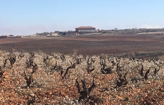 Visita la Finca Bodegas Hacienda Molleda 1,00 €