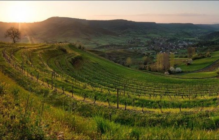 Visita y degustaciones en Domaine laurens marcillac 1,00 €