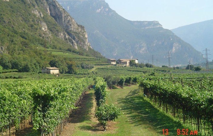 Visita y sabor de Letrari_trentodoc 1,00 €