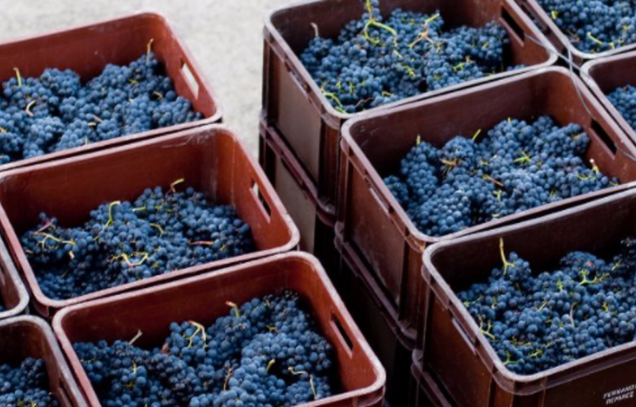 Visita de Bodegas Remírez de Ganuza 1,00 €