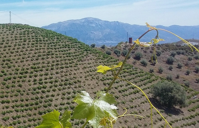 Visitar vinedos verticales 5,00 €