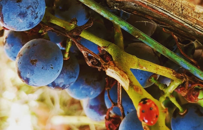 Visita y degustaciones en Domaine Saint Laurent 10,00 €