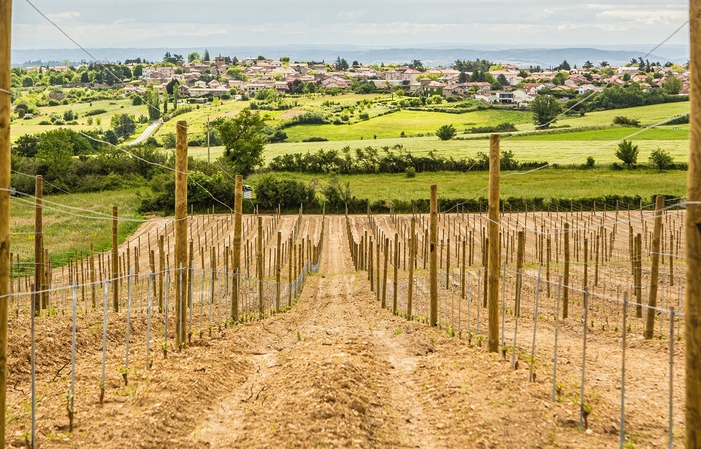 Visite al enólogo gourmet en Domaine De Prapin 38,00 €