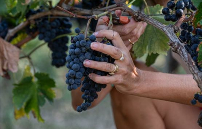 Château Bel-Air la Royère: los conceptos básicos de la degustación 50,00 €