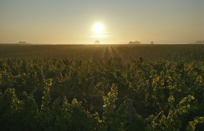 Visita y degustación en Domaine Combet 1,00 €