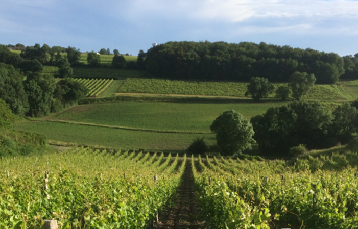 Visita y Degustación en domaine Côtes de l'Estuaire 1,00 €