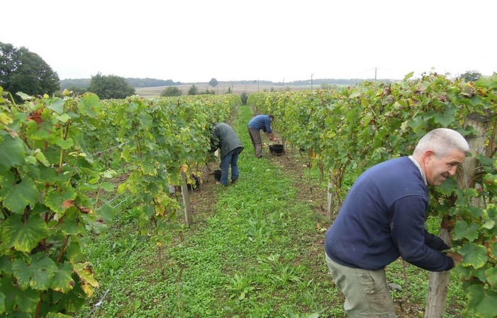 Visite el Château du Petit Thouars - Vino del Valle del Loira 1,00 €