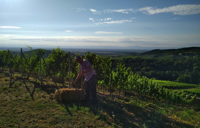 Visita y degustación en Domaine Borès 1,00 €