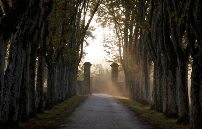 Tour de descubrimiento de Château Guiraud 22,00 €