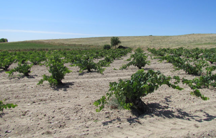 Visita y Degustación Bodega Viñaguareña 10,00 €