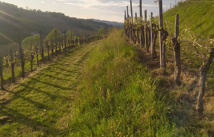 Visita de la finca Castéra 1,00 €