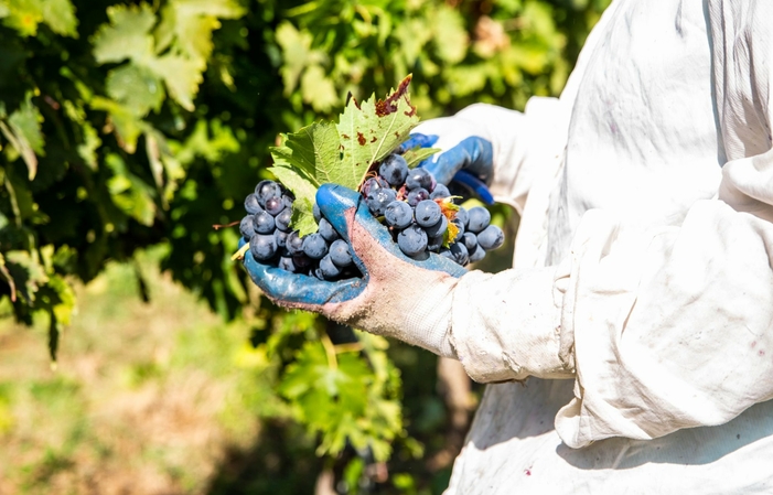 Visita y degustaciones en Tenuta Cerulli Spinozzi 1,00 €