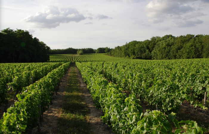 Visita y degustación en Domaine Brocourt 1,00 €